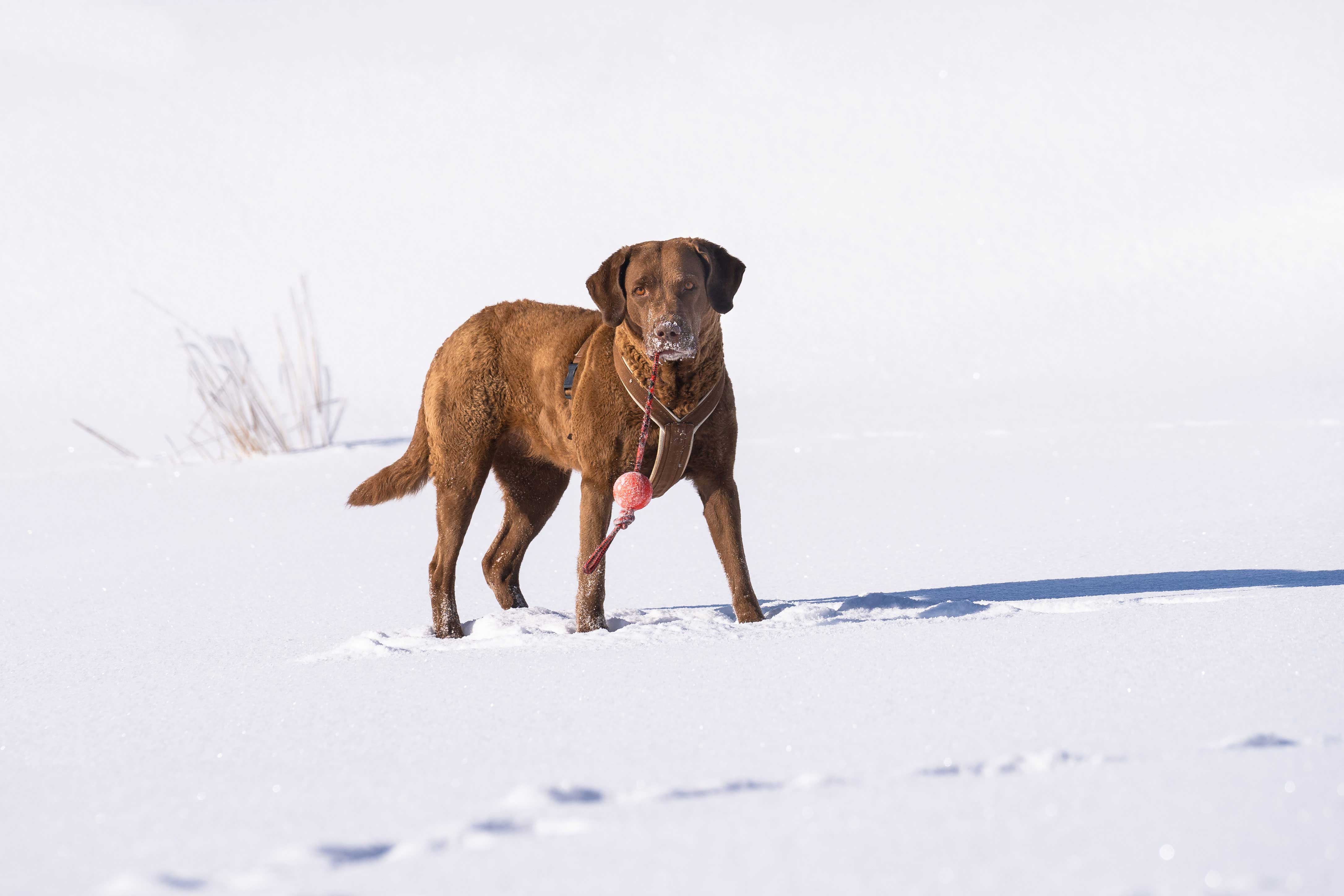 The Chesapeake Bay Retriever Story