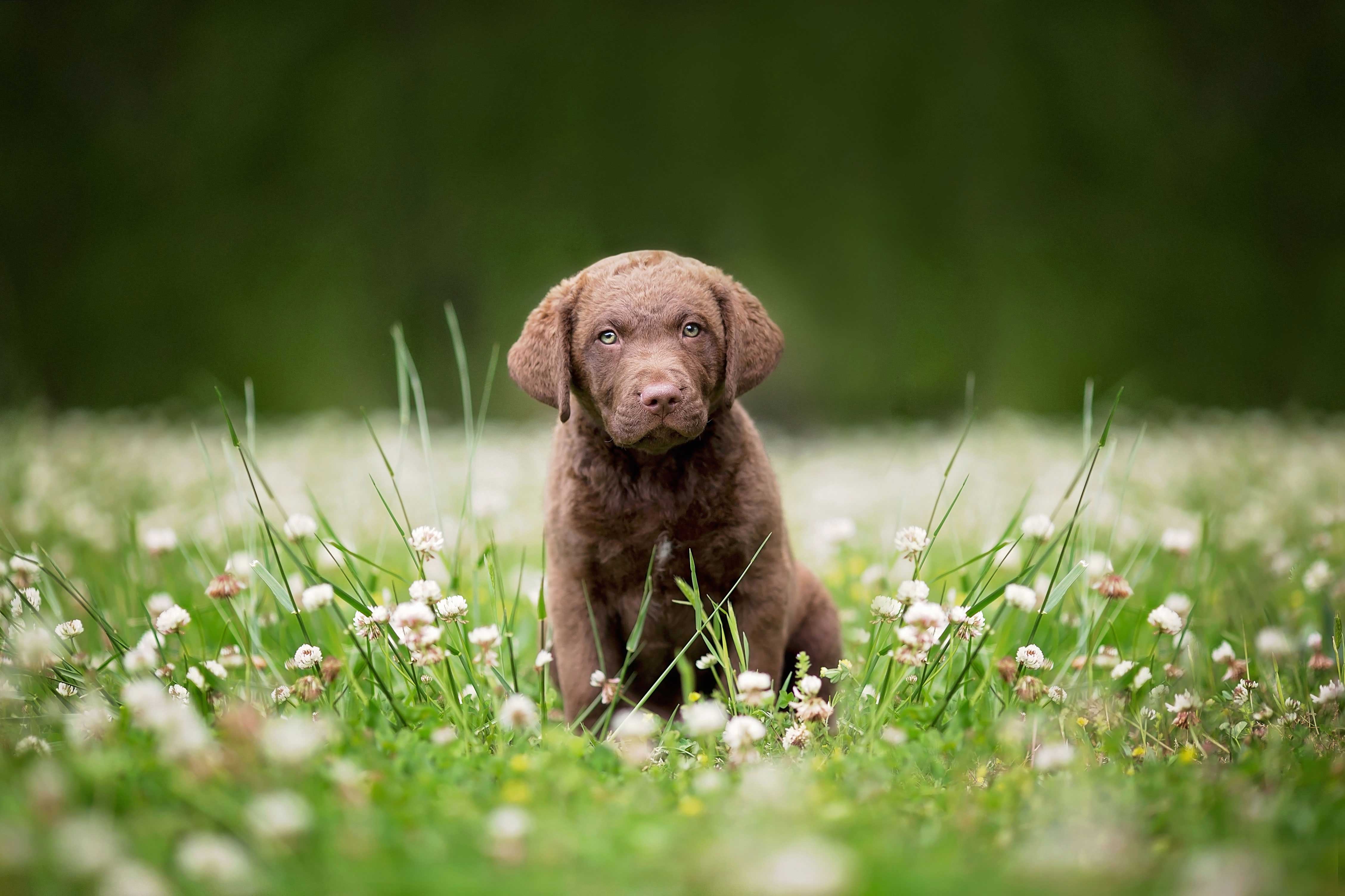 The Chesapeake Bay Retriever Story